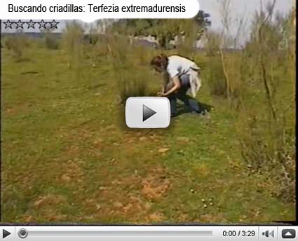 Buscando criadillasr: Terfezia olbiensis